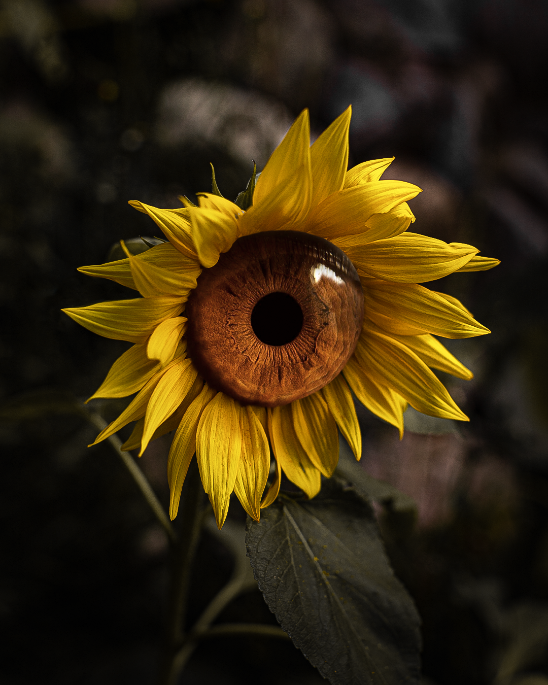 Eyeflower-final