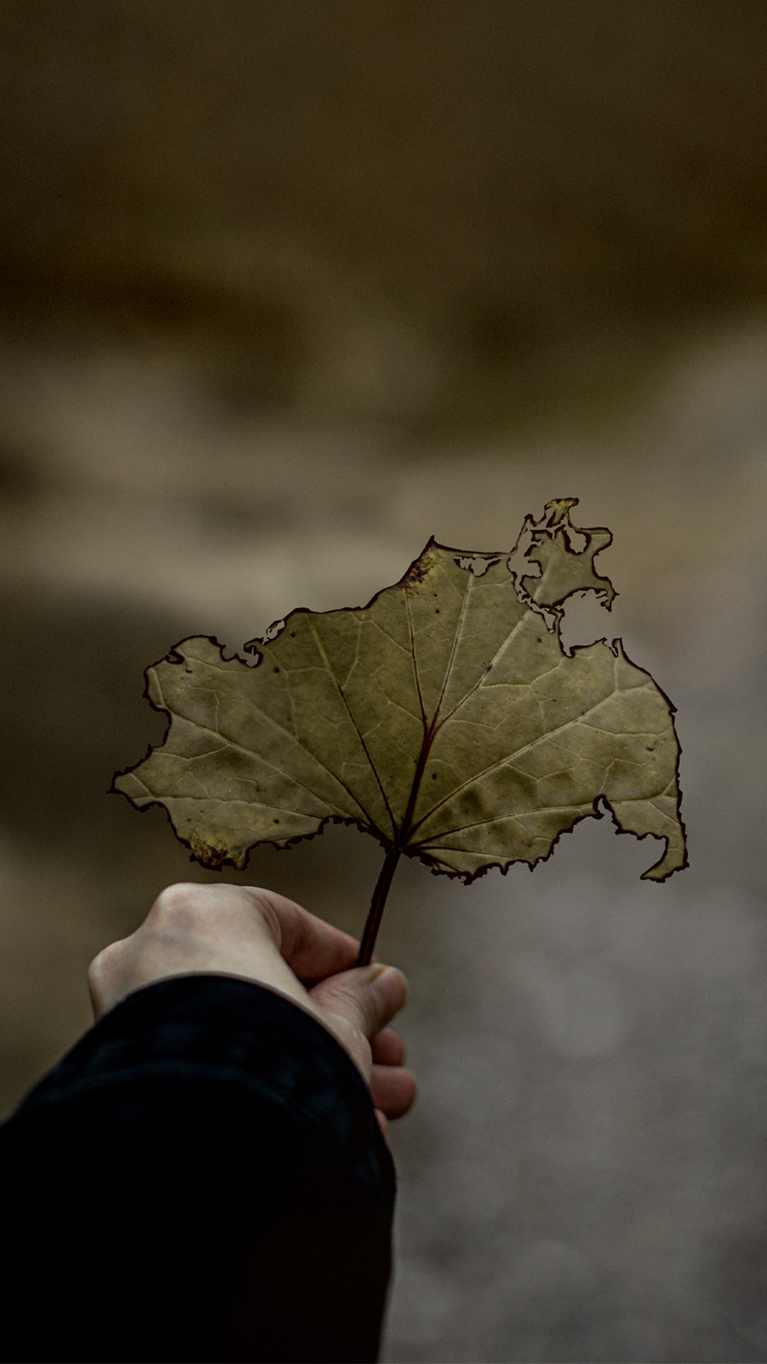 MV-Blatt
