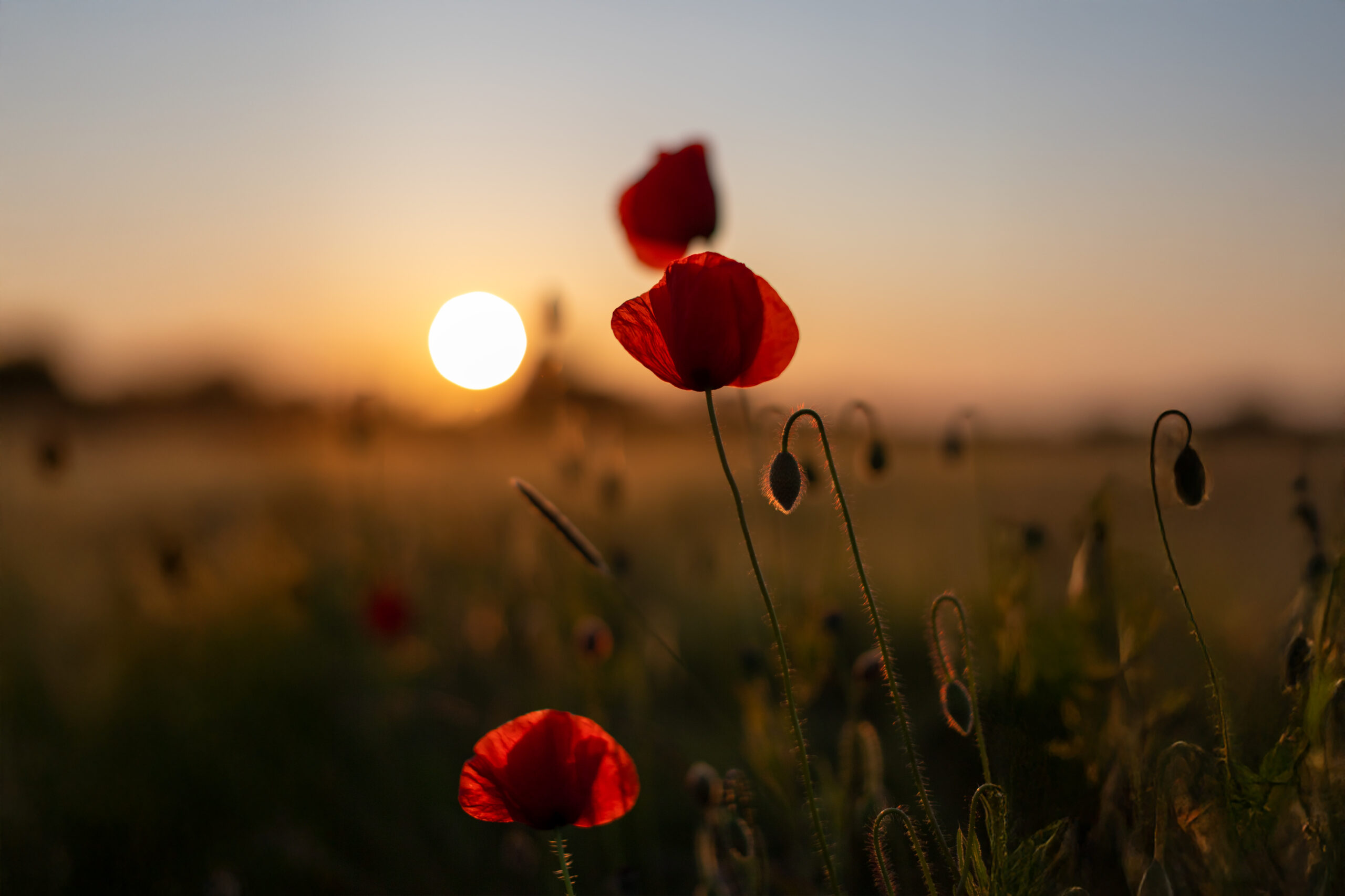 Mohnblume
